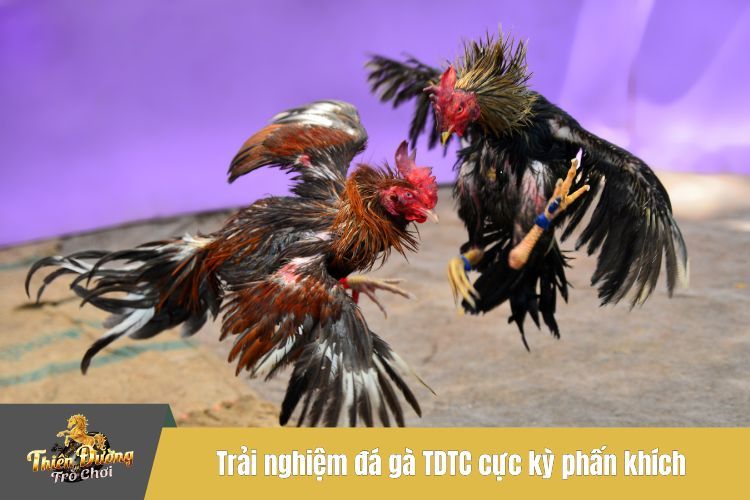 Trải nghiệm đá gà TDTC cực kỳ phấn khích